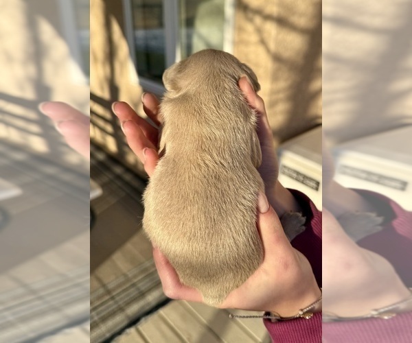 Medium Photo #4 French Bulldog Puppy For Sale in PUEBLO, CO, USA