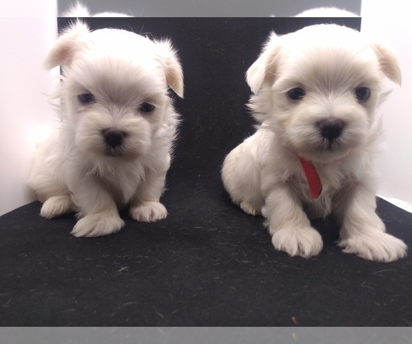 Medium Photo #4 Maltese Puppy For Sale in NASHVILLE, NC, USA
