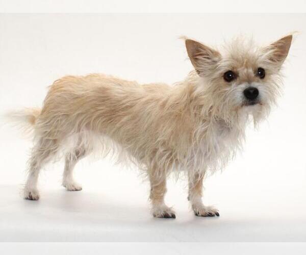 Medium Photo #1 Chihuahua-Unknown Mix Puppy For Sale in Burbank, CA, USA