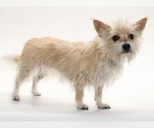 Chihuahua-Unknown Mix Dogs for adoption in Burbank, CA, USA