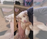 Small Photo #6 Australian Shepherd Puppy For Sale in FLORESVILLE, TX, USA
