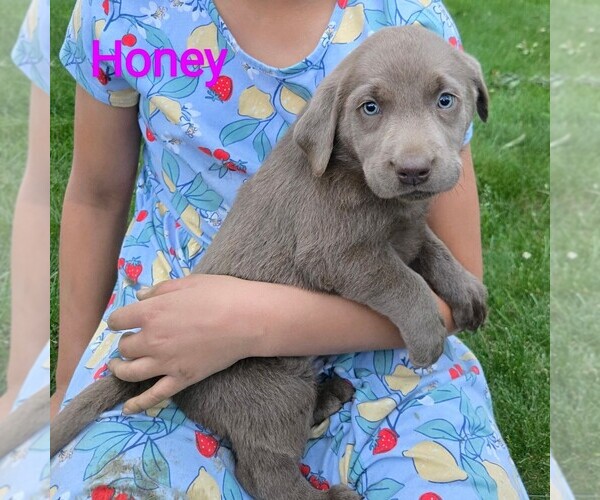 Medium Photo #3 Labrador Retriever Puppy For Sale in GREENCASTLE, PA, USA
