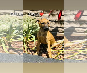 Mutt Dogs for adoption in Sterling, MA, USA