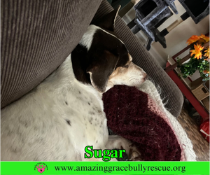 Sugar - Female Doxle Dog for Adoption - Photo #4