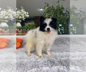 Pomeranian Puppy for Sale in GREENFIELD, Indiana USA