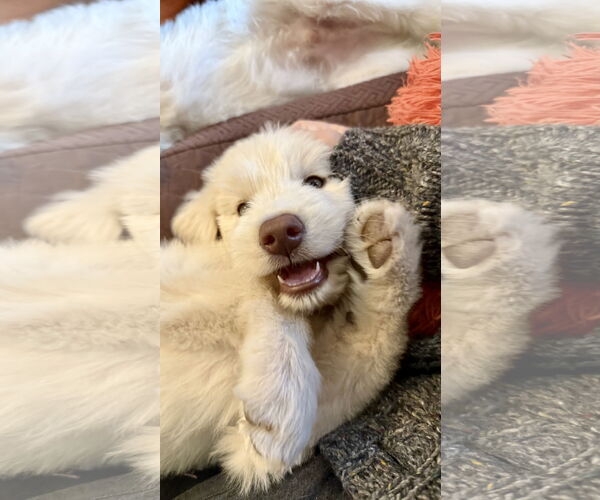 Medium Photo #3 Great Pyrenees-Unknown Mix Puppy For Sale in McKinney, TX, USA