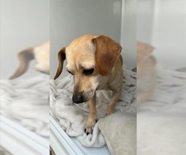 Medium Photo #1 Chihuahua-Unknown Mix Puppy For Sale in Houston, TX, USA