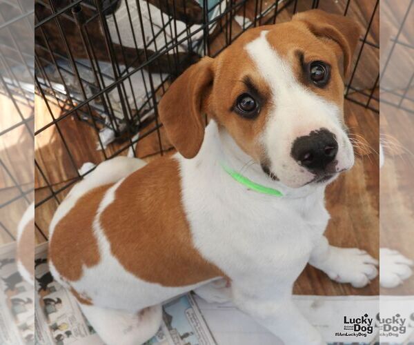 Medium Photo #2 Labrador Retriever-Unknown Mix Puppy For Sale in Washington, DC, USA