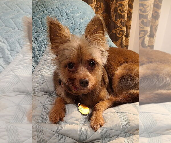 Medium Photo #1 Chihuahua-Unknown Mix Puppy For Sale in Cary, NC, USA