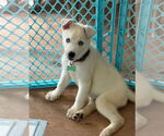 Small Huskies  Mix