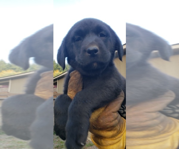 Medium Photo #46 Labrador Retriever Puppy For Sale in OLYMPIA, WA, USA