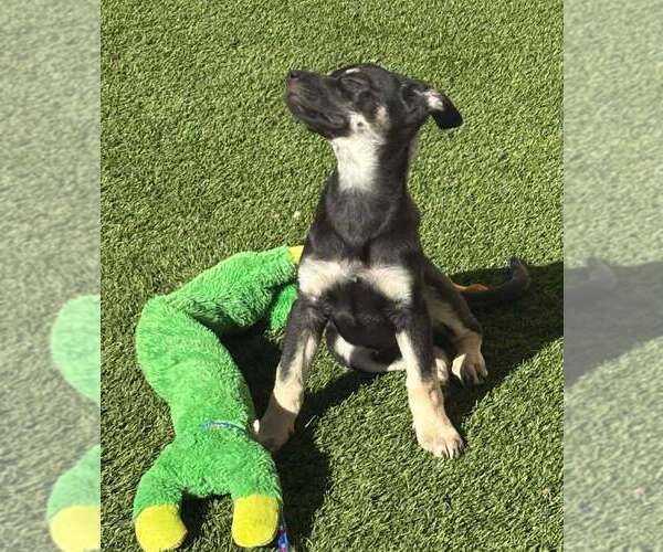 Medium Photo #3 German Shepherd Dog-Unknown Mix Puppy For Sale in Imlay City, MI, USA