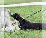 Small #3 Labrador Retriever Mix