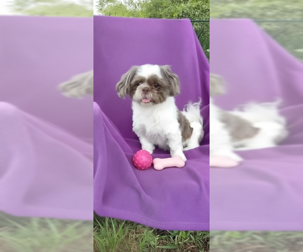 Medium Photo #2 Shih Tzu Puppy For Sale in Weston, FL, USA