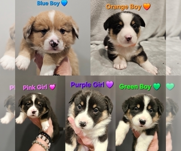 Medium Photo #1 American Corgi Puppy For Sale in JEFFERSON, GA, USA
