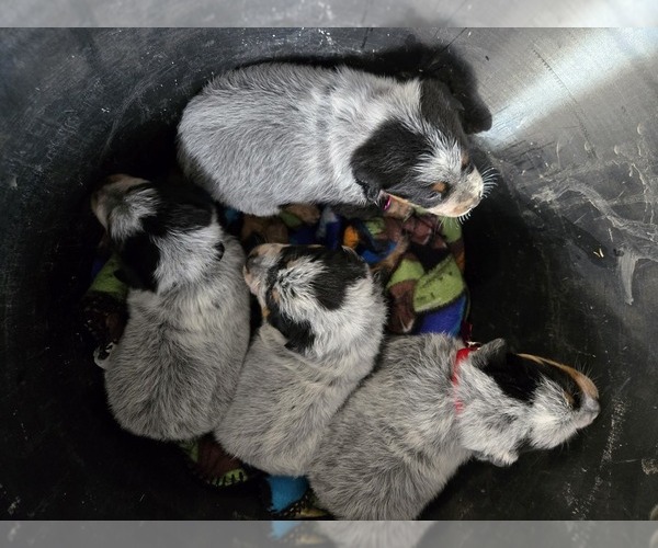 Medium Photo #9 Australian Cattle Dog Puppy For Sale in JASONVILLE, IN, USA