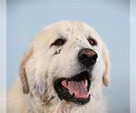 Small #1 Great Pyrenees