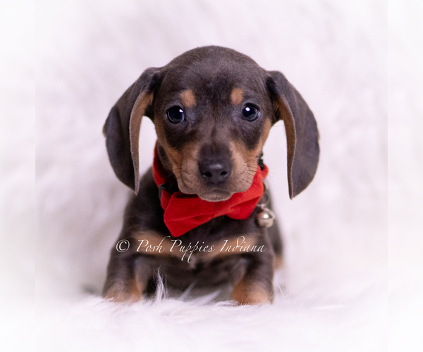 Medium Photo #1 Dachshund Puppy For Sale in WARSAW, IN, USA