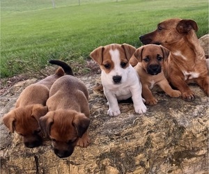 Jack Russell Terrier Litter for sale in MOUNT SOLON, VA, USA