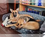 Small Photo #3 German Shepherd Dog-Unknown Mix Puppy For Sale in Rowlett, TX, USA