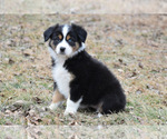 Small Photo #2 Australian Shepherd Puppy For Sale in EASTON, MO, USA