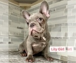 Puppy 6 French Bulldog