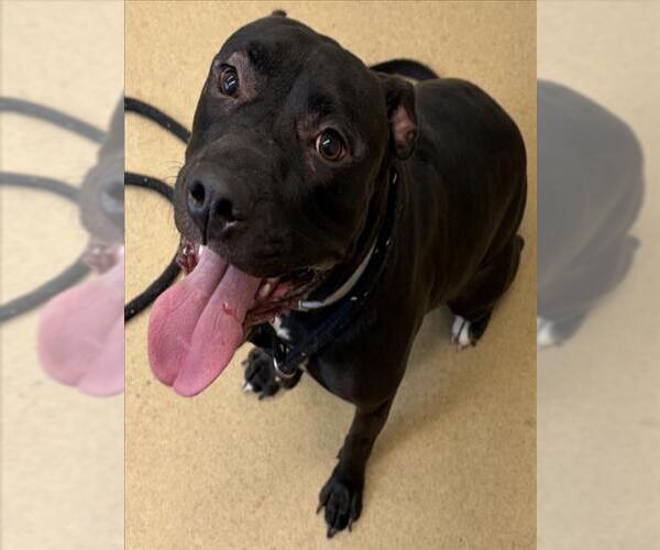 Medium Photo #1 American Pit Bull Terrier Puppy For Sale in Derwood, MD, USA
