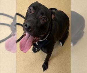 American Pit Bull Terrier Dogs for adoption in Derwood, MD, USA