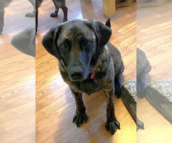 Medium Photo #1 Mutt Puppy For Sale in St. Louis Park, MN, USA