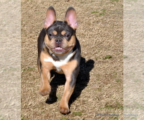Medium Photo #1 French Bulldog Puppy For Sale in WINNSBORO, TX, USA