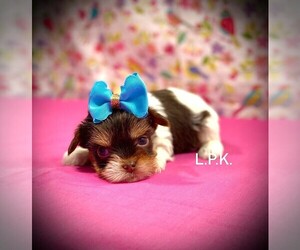 Yorkshire Terrier Puppy for sale in WINNSBORO, LA, USA