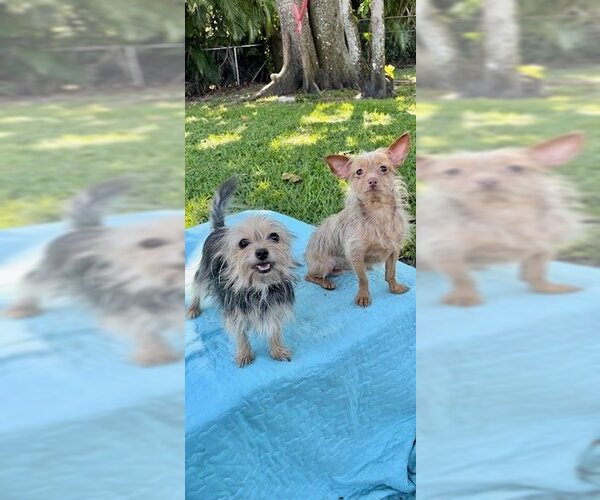 Medium Photo #7 Mutt Puppy For Sale in Weston, FL, USA