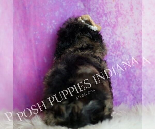 Medium Photo #3 Poodle (Miniature) Puppy For Sale in WARSAW, IN, USA