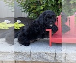 Small #3 Lhasa-Poo