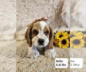 Cocker Spaniel Puppy for sale in SIOUX CENTER, IA, USA