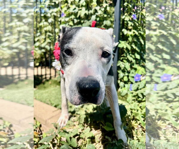 Medium Photo #14 American Pit Bull Terrier-Unknown Mix Puppy For Sale in Redlands, CA, USA
