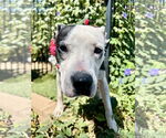 Small #13 American Pit Bull Terrier Mix