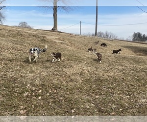 Border Collie Puppy for sale in ESSEX, IA, USA