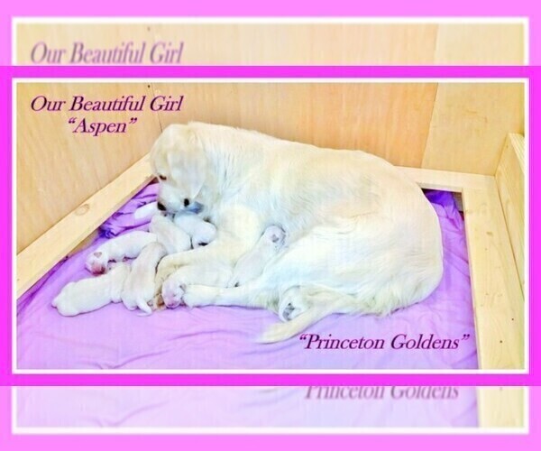 Medium Photo #27 English Cream Golden Retriever Puppy For Sale in PRINCETON, WV, USA