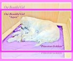 Small Photo #27 English Cream Golden Retriever Puppy For Sale in PRINCETON, WV, USA