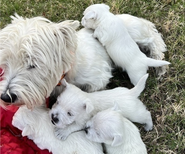 Medium Photo #20 West Highland White Terrier Puppy For Sale in PHOENIX, AZ, USA