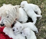 Small Photo #20 West Highland White Terrier Puppy For Sale in PHOENIX, AZ, USA