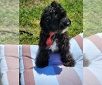 Small Photo #1 Cavalier King Charles Spaniel-Cavapoo Mix Puppy For Sale in HAMPTON, VA, USA