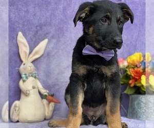 German Shepherd Dog Puppy for sale in LANCASTER, PA, USA