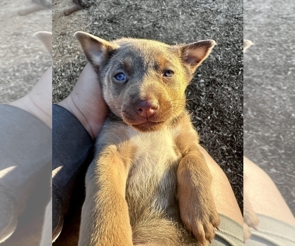 Medium Photo #16 Australian Kelpie Puppy For Sale in CAMAS, WA, USA