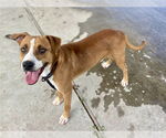 Small #1 Labrador Retriever Mix