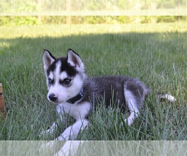 Medium Photo #4 Siberian Husky Puppy For Sale in GOSHEN, IN, USA