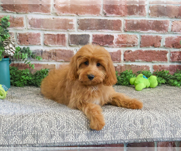 Medium Photo #7 Cavapoo (Miniature) Puppy For Sale in SYRACUSE, IN, USA
