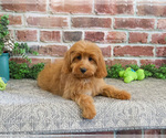Small #6 Cavapoo (Miniature)