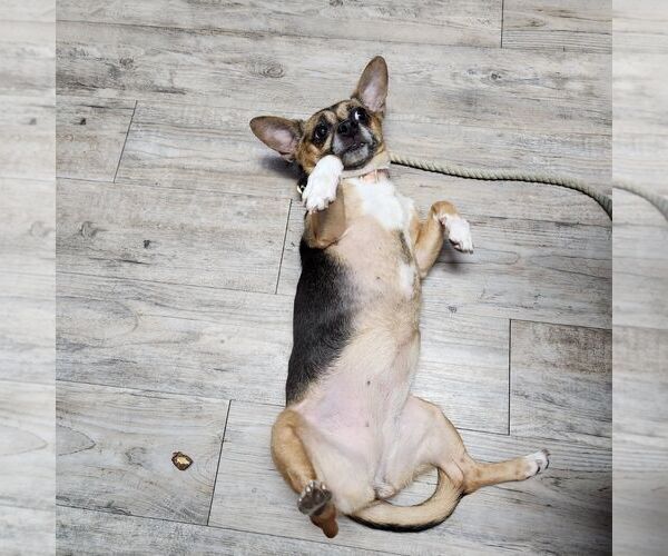 Medium Photo #7 Chihuahua-Unknown Mix Puppy For Sale in Chester, NJ, USA